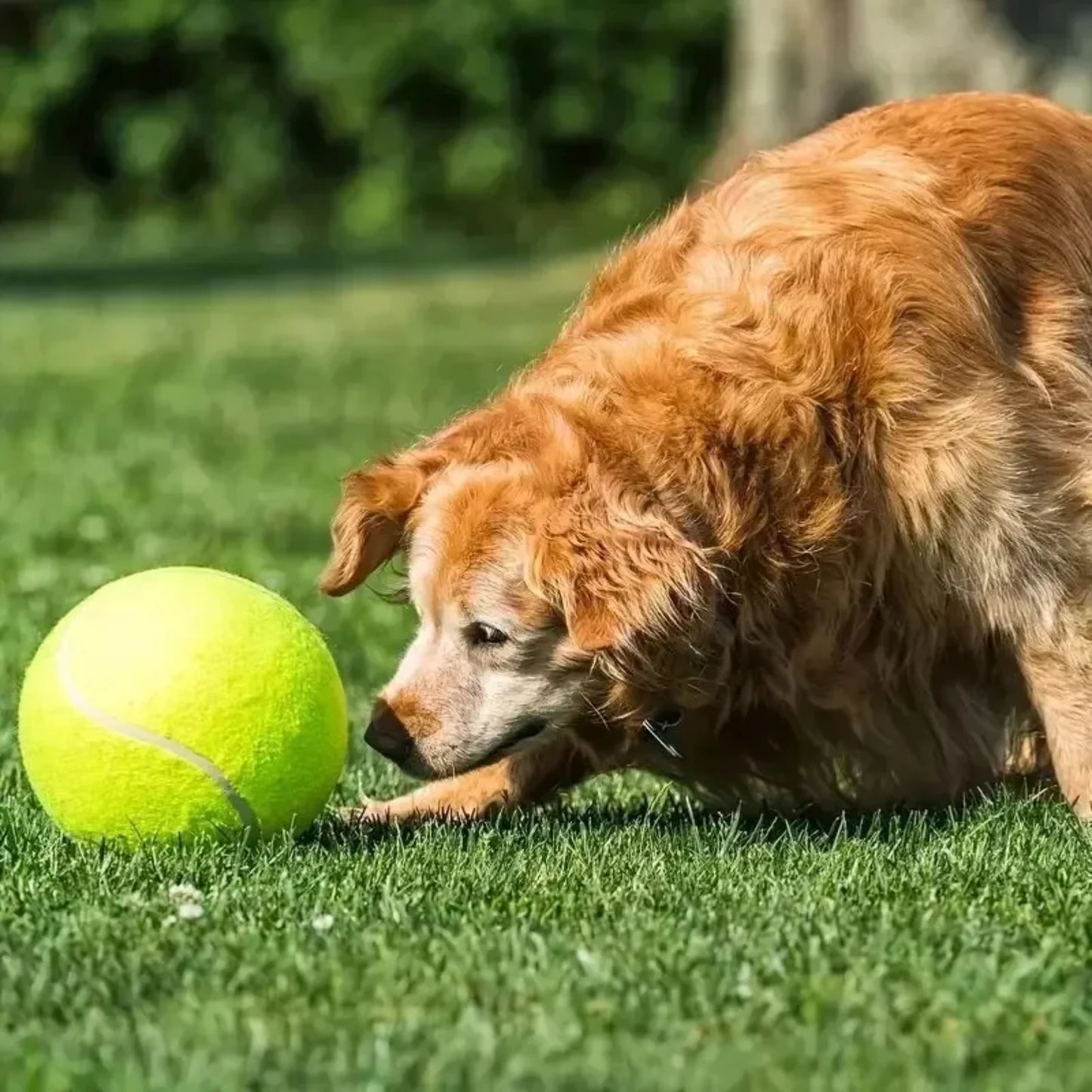 9.5Inch Giant Tennis Ball Launcher Pet Inflatable Toy