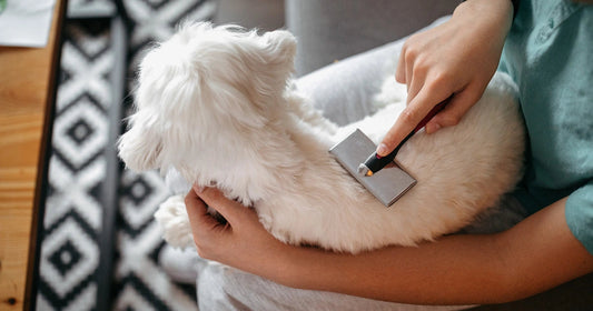 Dog Hygiene Accessories: Keep Your Pup Clean, Healthy & Happy
