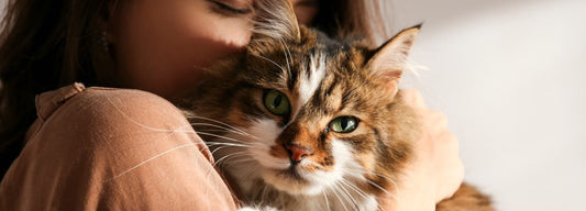 🐾 The Ultimate Guide to Cat Accessories: Essentials Every Cat Owner Should Have